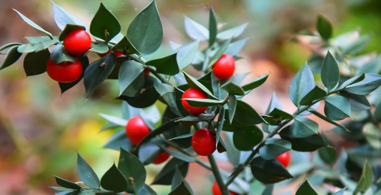 Butcher's Broom Root Extract.webp Butcher's Broom Root Extract.webp